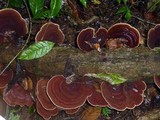 Hexagonia variegata image