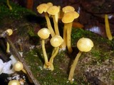 Tricholomopsis aurea image