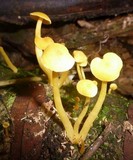 Tricholomopsis aurea image