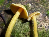 Tricholomopsis aurea image