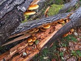 Pholiota squarrosoides image