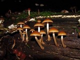 Psathyrella piluliformis image
