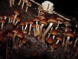 Psathyrella piluliformis image