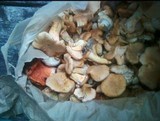 Cantharellus subalbidus image