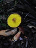 Aureoboletus auriporus image