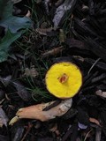 Aureoboletus auriporus image