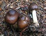 Pluteus primus image