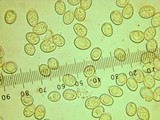 Pluteus primus image