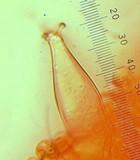 Pluteus primus image
