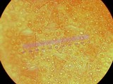 Pluteus primus image