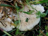 Abortiporus biennis image