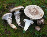 Catathelasma ventricosum image