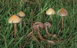 Psilocybe semilanceata image