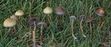 Psilocybe semilanceata image