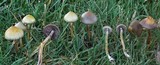 Psilocybe semilanceata image