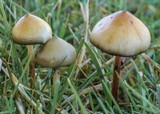 Psilocybe semilanceata image