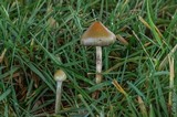 Psilocybe semilanceata image