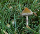 Psilocybe semilanceata image