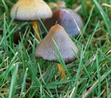Psilocybe semilanceata image