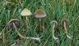 Psilocybe semilanceata image