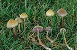 Psilocybe semilanceata image