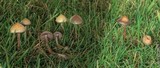 Psilocybe semilanceata image