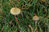 Psilocybe semilanceata image