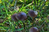 Psilocybe stuntzii image
