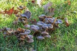 Psilocybe stuntzii image
