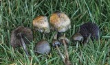Psilocybe baeocystis image
