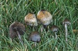 Psilocybe baeocystis image