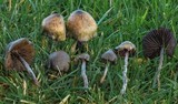 Psilocybe baeocystis image