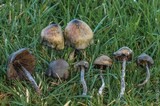 Psilocybe baeocystis image