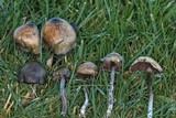 Psilocybe baeocystis image
