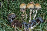 Psilocybe baeocystis image