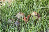 Psilocybe baeocystis image
