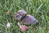 Psilocybe baeocystis image