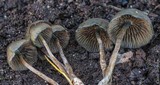 Psilocybe baeocystis image