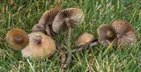 Psilocybe cyanofibrillosa image