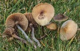 Psilocybe cyanofibrillosa image