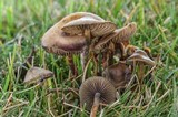 Psilocybe cyanofibrillosa image