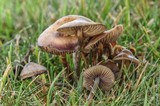 Psilocybe cyanofibrillosa image