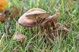 Psilocybe cyanofibrillosa image
