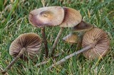 Psilocybe cyanofibrillosa image