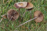 Psilocybe cyanofibrillosa image