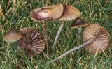 Psilocybe cyanofibrillosa image