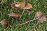 Psilocybe cyanofibrillosa image