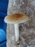 Hygrophorus arbustivus image