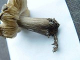 Megacollybia platyphylla image