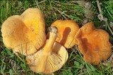 Lactarius porninsis image